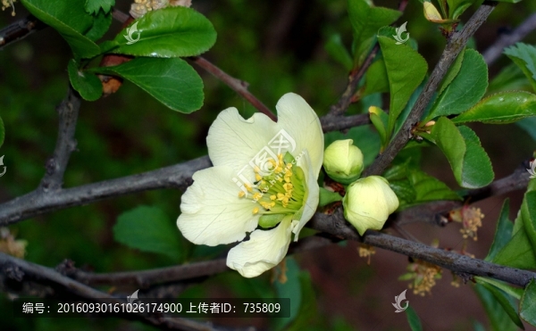 白花綠葉