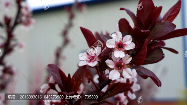 桃花