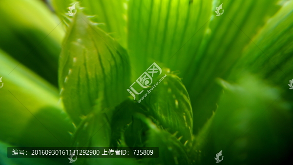 綠色蘆薈
