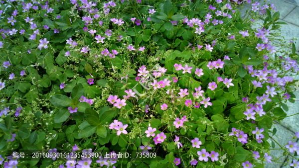 花草