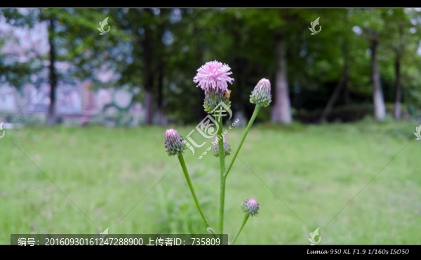 微距攝影