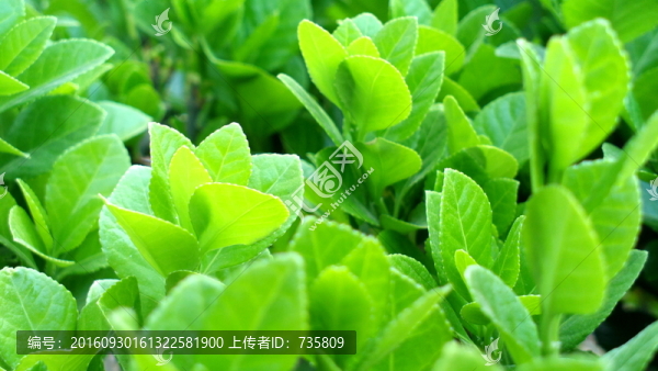 綠葉