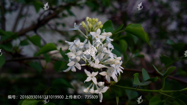 桂花