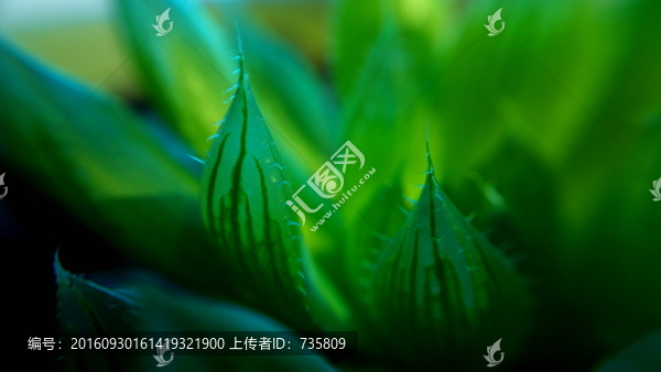 蘆薈