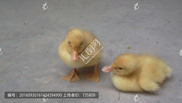 小黃鴨