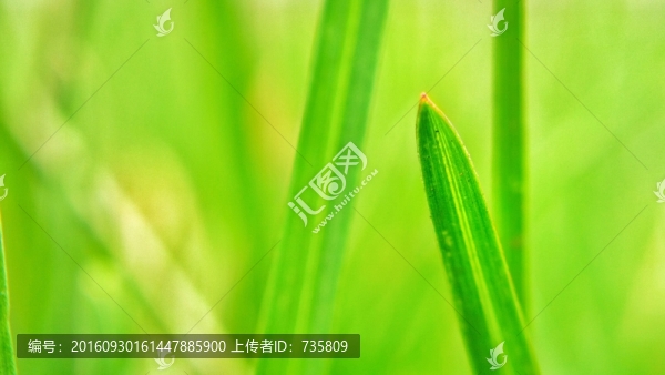 草
