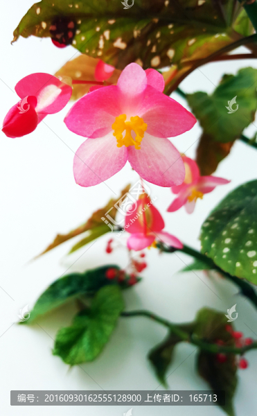 竹節(jié)海棠