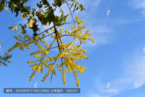 樹和天空
