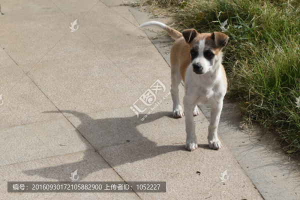 狗
