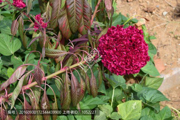 雞冠花
