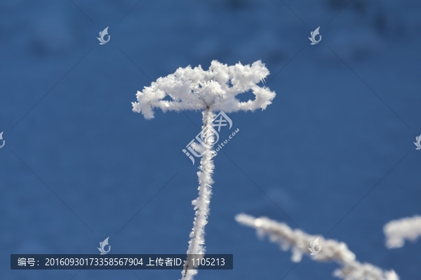 霧凇