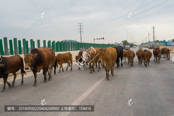 牛群過馬路