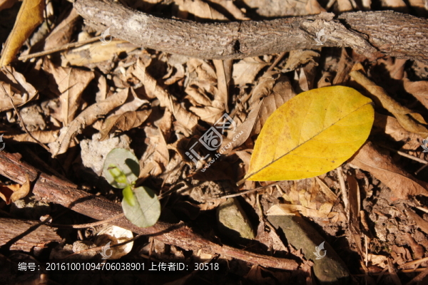 林間落葉