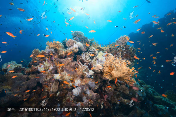 海洋；魚類和珊瑚
