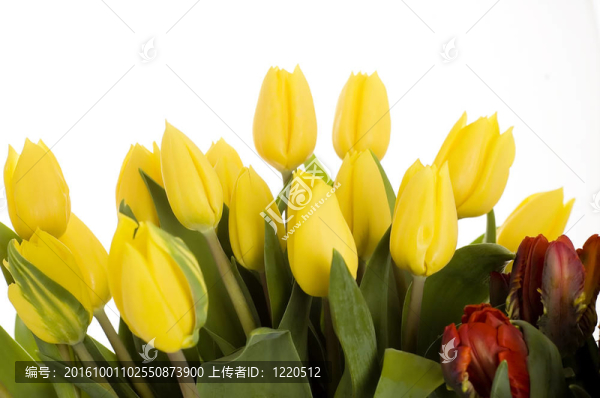 一束花
