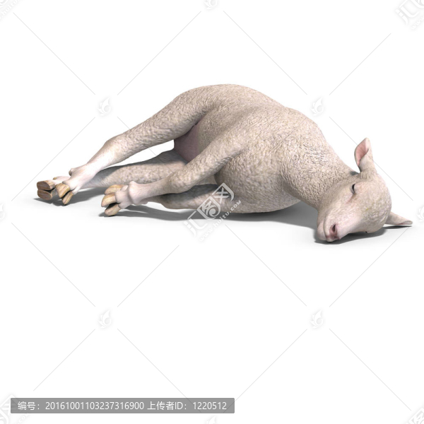 羔羊