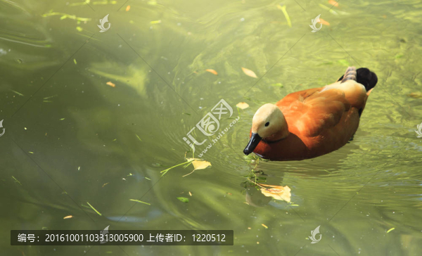 Ruddy,Shelduck（Tadorna,ferruginea）