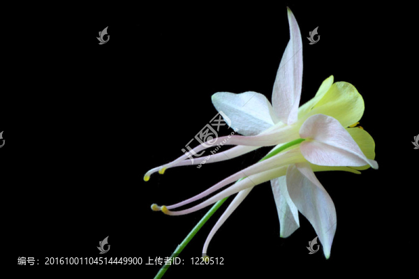 耬斗菜