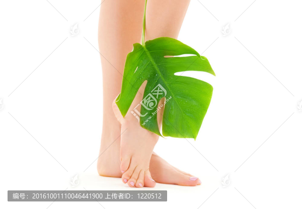 綠葉女腿