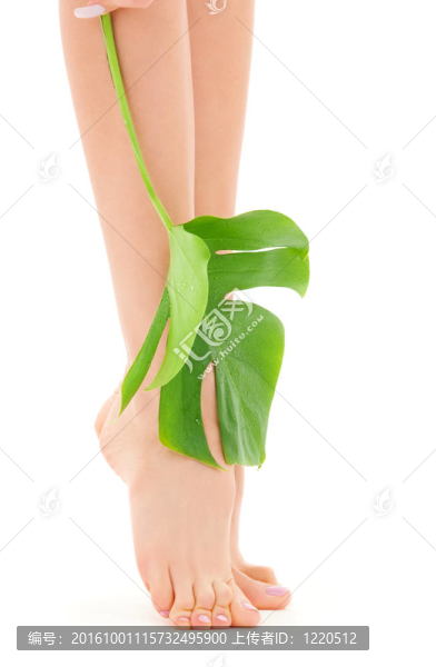 綠葉女腿