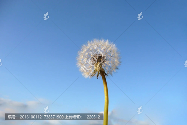 蒲公英鐘