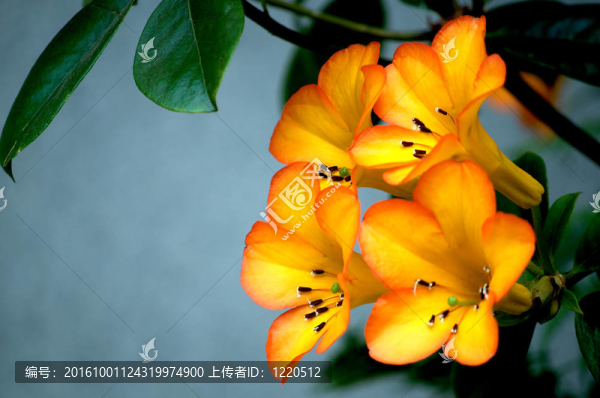 美麗的杜鵑花