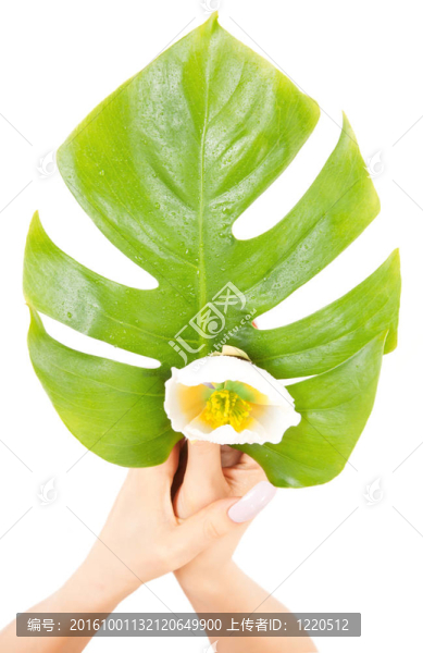 女性手与绿叶和花