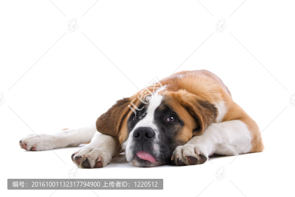 圣伯納德狗