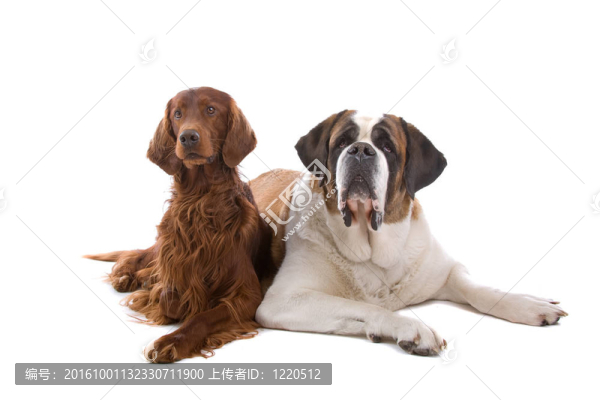愛(ài)爾蘭雪達(dá)犬和圣伯納德的狗