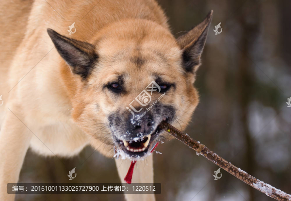 可笑的狗咬棒