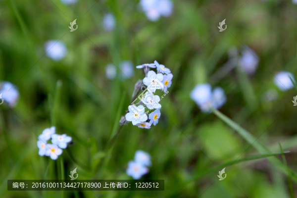 藍(lán)色的花