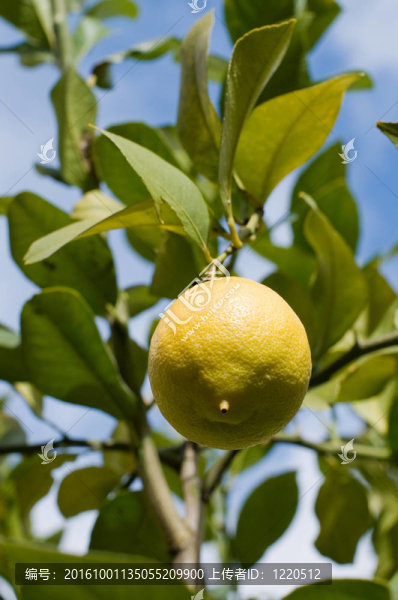 Fresh,Lemon檸檬樹