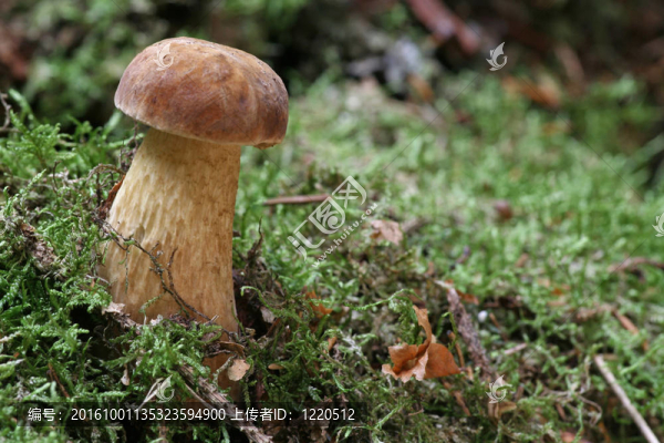 苦粉孢牛肝菌