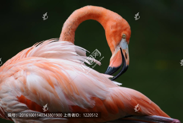 粉红色的火烈鸟的肖像