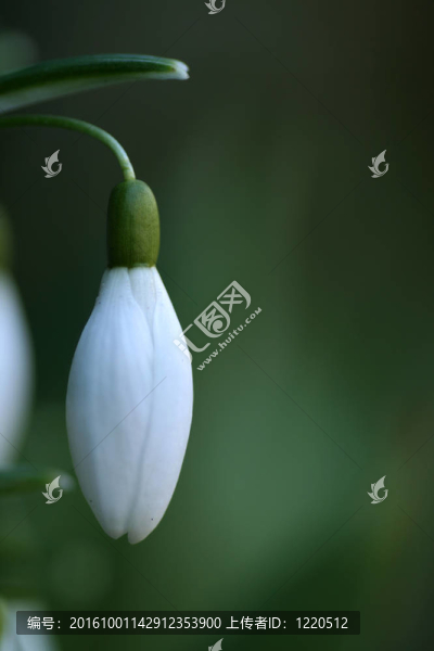 雪花蓮