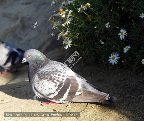 海灘上的休息鳥