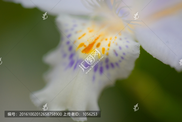 鳶尾花