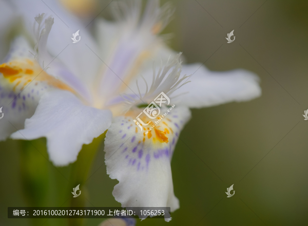 鳶尾花