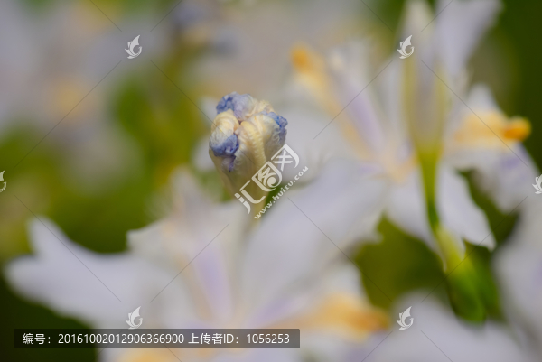 鳶尾花