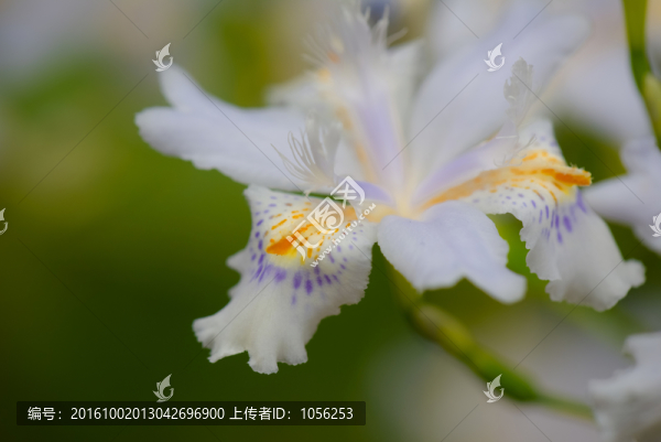 鳶尾花