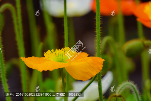 鮮花