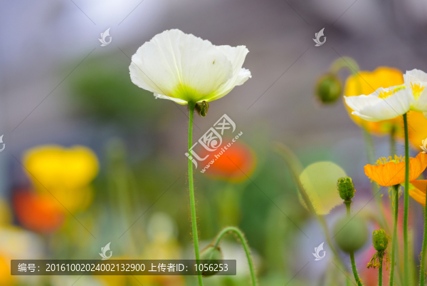 鮮花