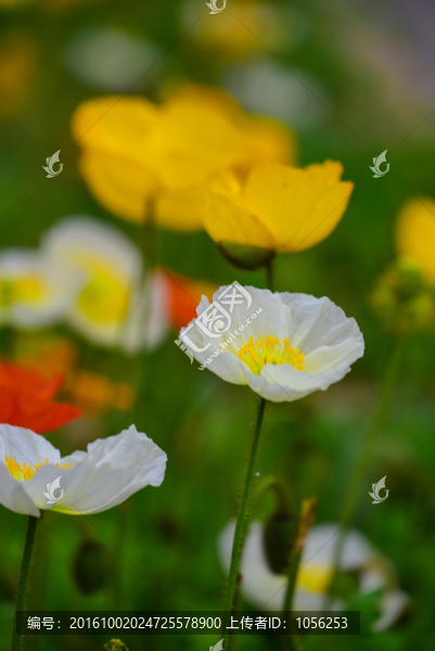 鮮花