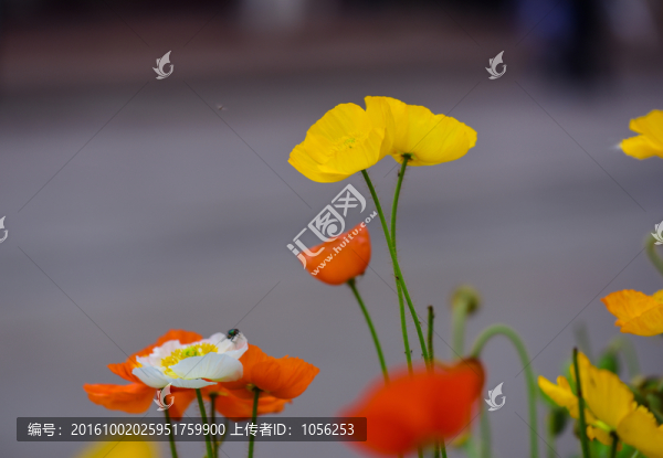 鮮花