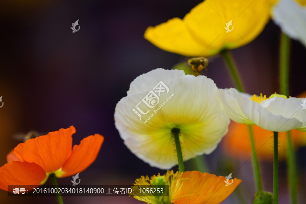 虞美人