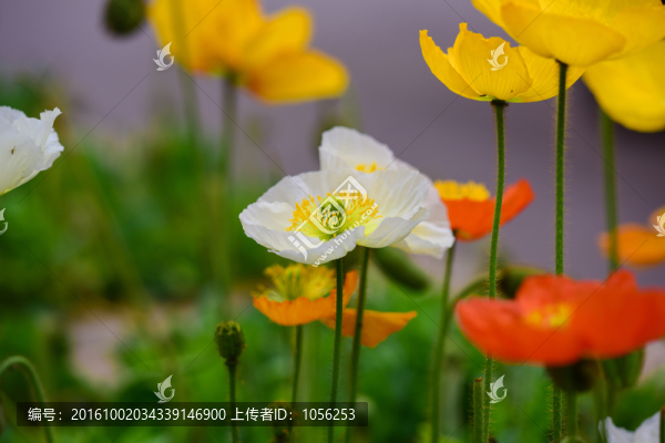 虞美人