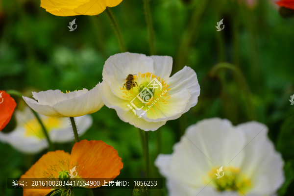 虞美人