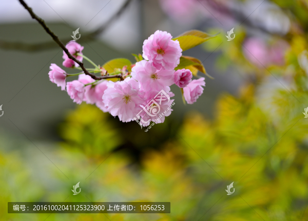 鮮花