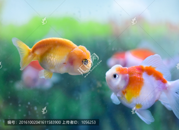 金魚