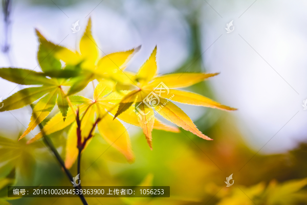 樹葉